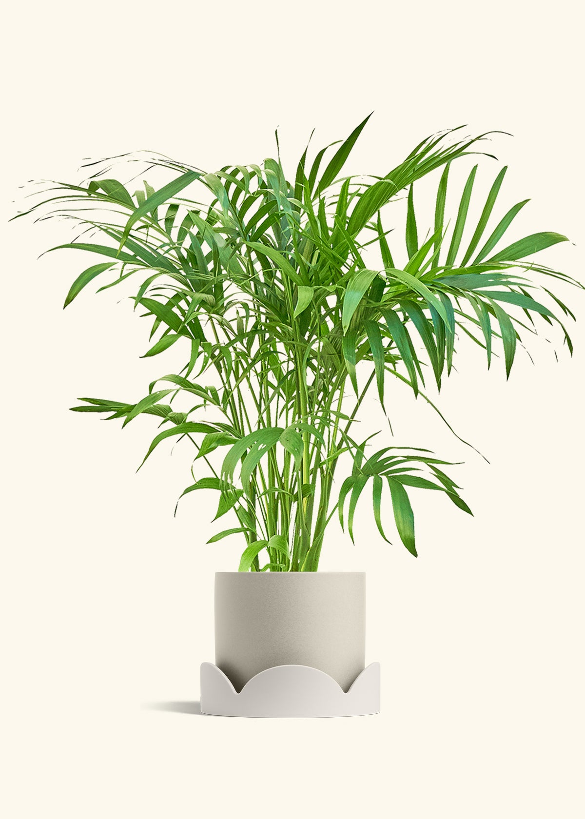 Bamboo Palm in a 10 inches Oat Classic Cylinder Planter in a Shamrock Petal Drip Tray