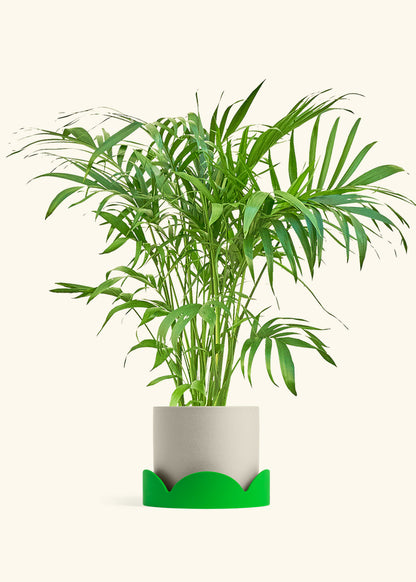 Bamboo Palm in a 10 inches Oat Classic Cylinder Planter in a Oat Petal Drip Tray