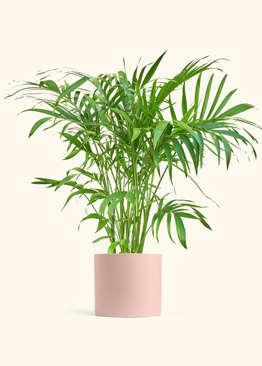 Bamboo Palm in a 10 inches Pink Classic Cylinder Planter in a Shamrock Petal Drip Tray