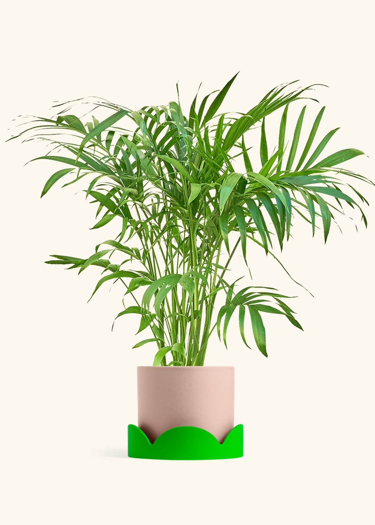 Bamboo Palm in a 10 inches Pink Classic Cylinder Planter in a Beech Wood Stand