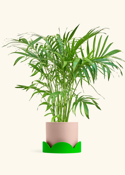 Bamboo Palm in a 10 inches Pink Classic Cylinder Planter in a Beech Wood Stand