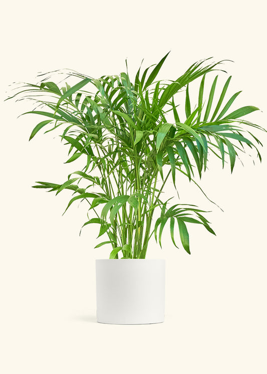 Bamboo Palm in a 10 inches White Classic Cylinder Planter in a Oat Petal Drip Tray