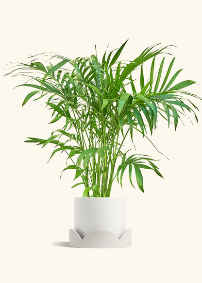 Bamboo Palm in a 10 inches White Classic Cylinder Planter 