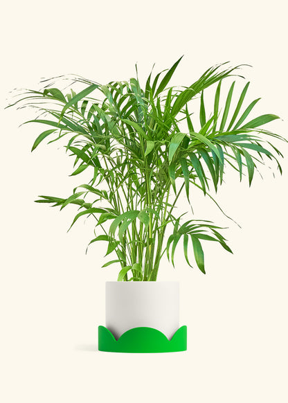 Bamboo Palm in a 10 inches White Classic Cylinder Planter in a Shamrock Petal Drip Tray