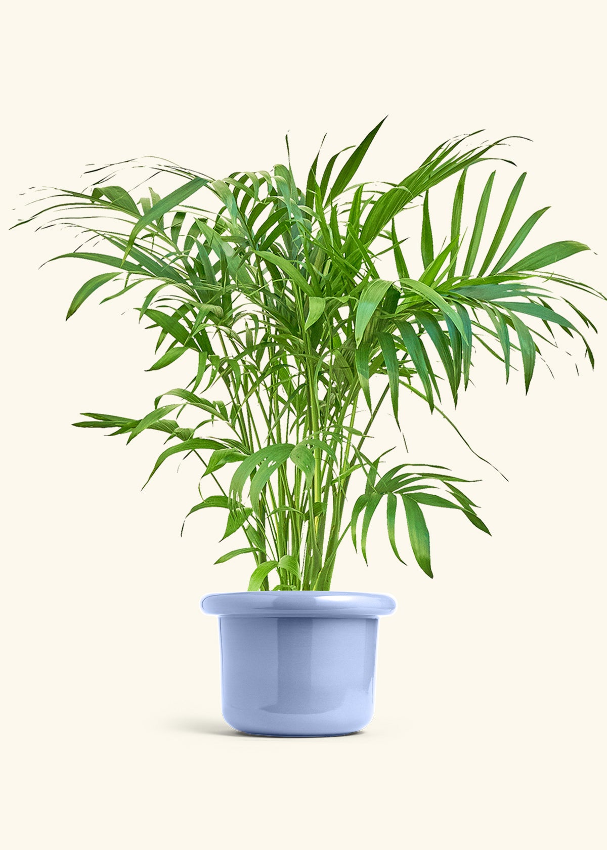 Bamboo Palm in a 10 inches Fat Lip Blue Planter 