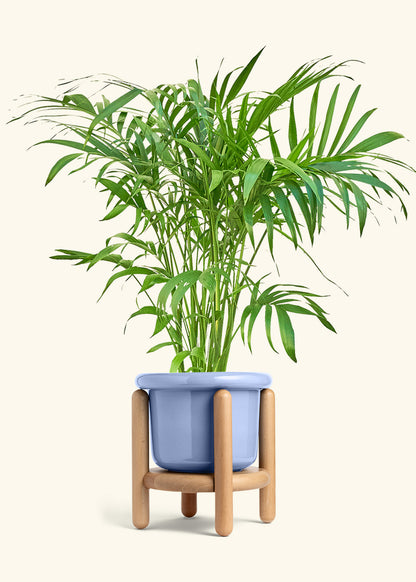 Bamboo Palm in a 10 inches Fat Lip Blue Planter in a Shamrock Petal Drip Tray