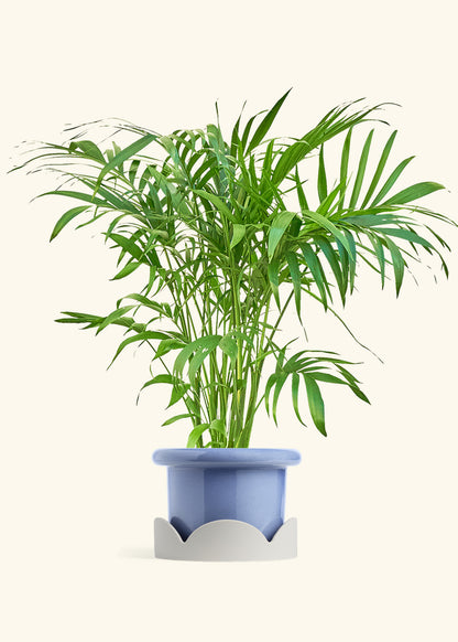 Bamboo Palm in a 10 inches Fat Lip Blue Planter in a Oat Petal Drip Tray