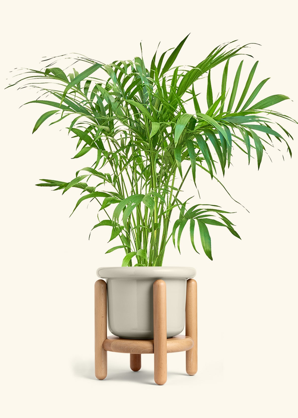 Bamboo Palm in a 10 inches Fat Lip Oat Planter 