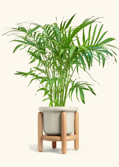 Bamboo Palm in a 10 inches Fat Lip Oat Planter 