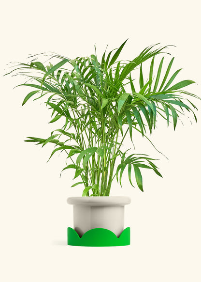Bamboo Palm in a 10 inches Fat Lip Oat Planter in a Oat Petal Drip Tray