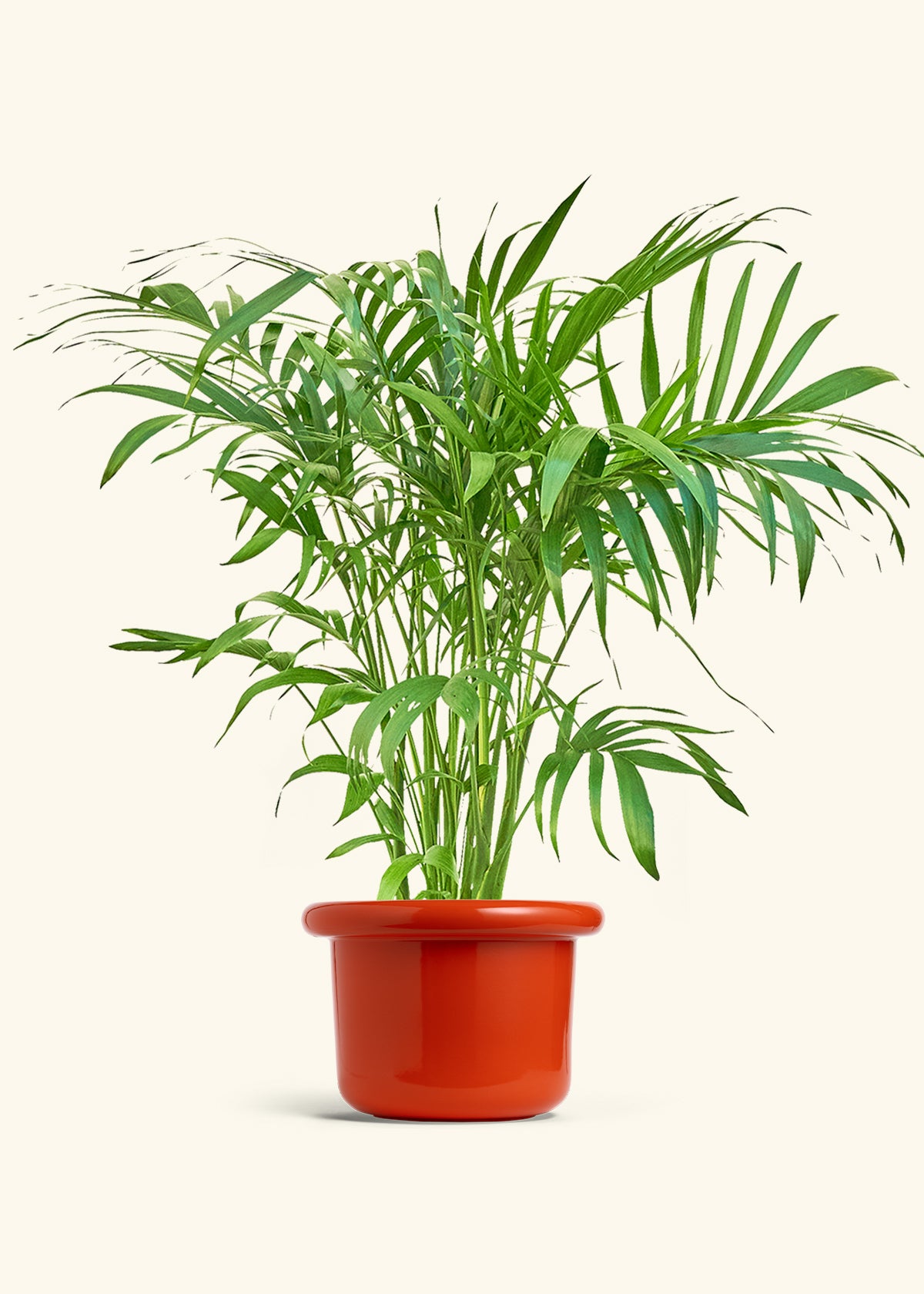 Bamboo Palm in a 10 inches Fat Lip Red Planter in a Beech Wood Stand