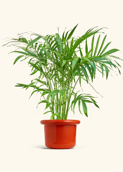 Bamboo Palm in a 10 inches Fat Lip Red Planter in a Beech Wood Stand