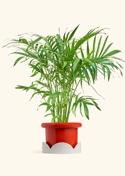 Bamboo Palm in a 10 inches Fat Lip Red Planter in a Shamrock Petal Drip Tray