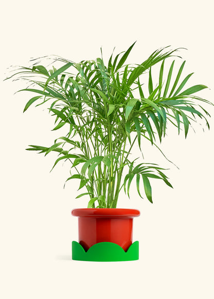 Bamboo Palm in a 10 inches Fat Lip Red Planter in a Oat Petal Drip Tray