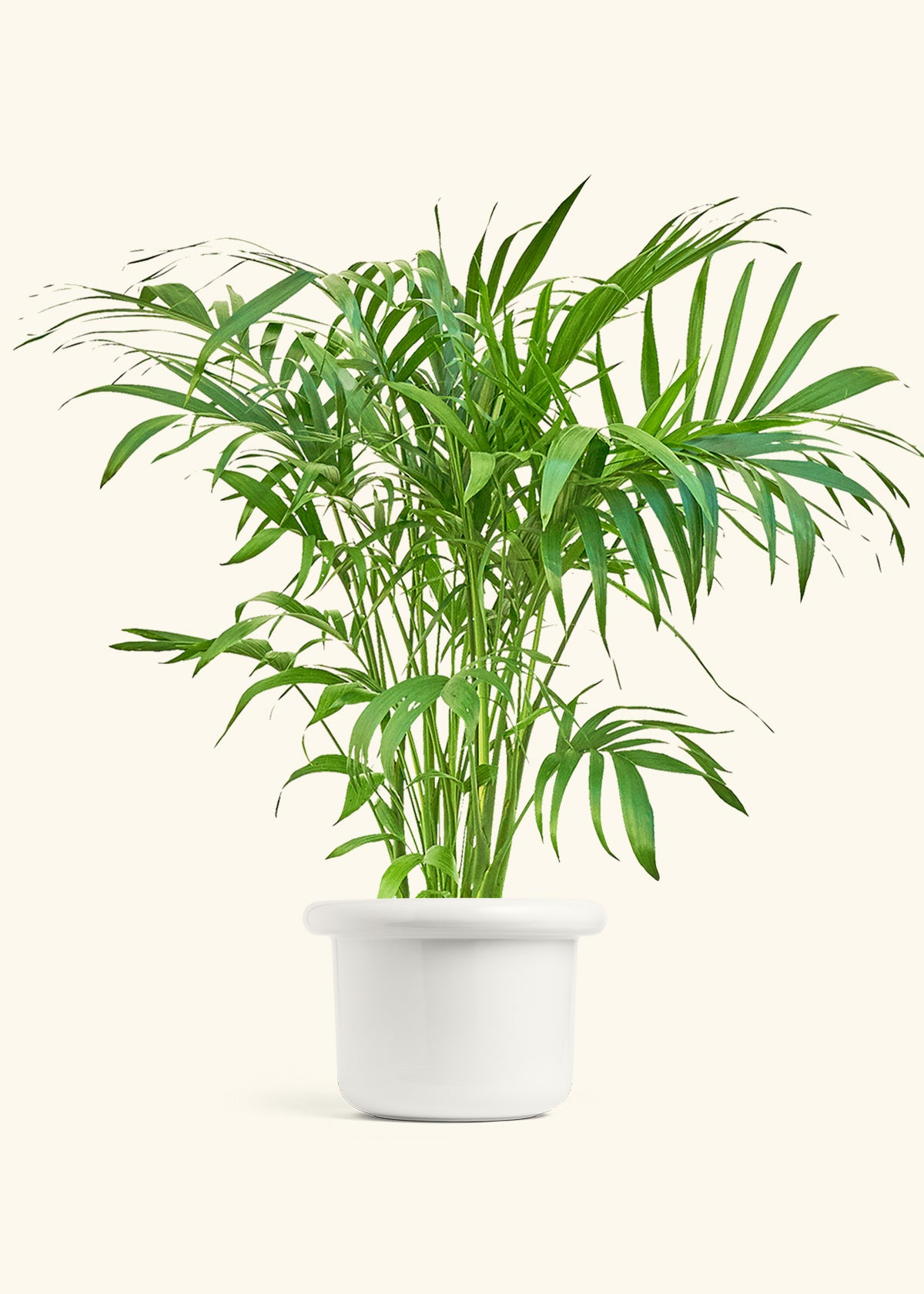 Bamboo Palm in a 10 inches Fat Lip White Planter 