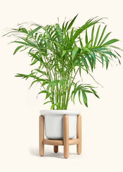 Bamboo Palm in a 10 inches Fat Lip White Planter in a Shamrock Petal Drip Tray
