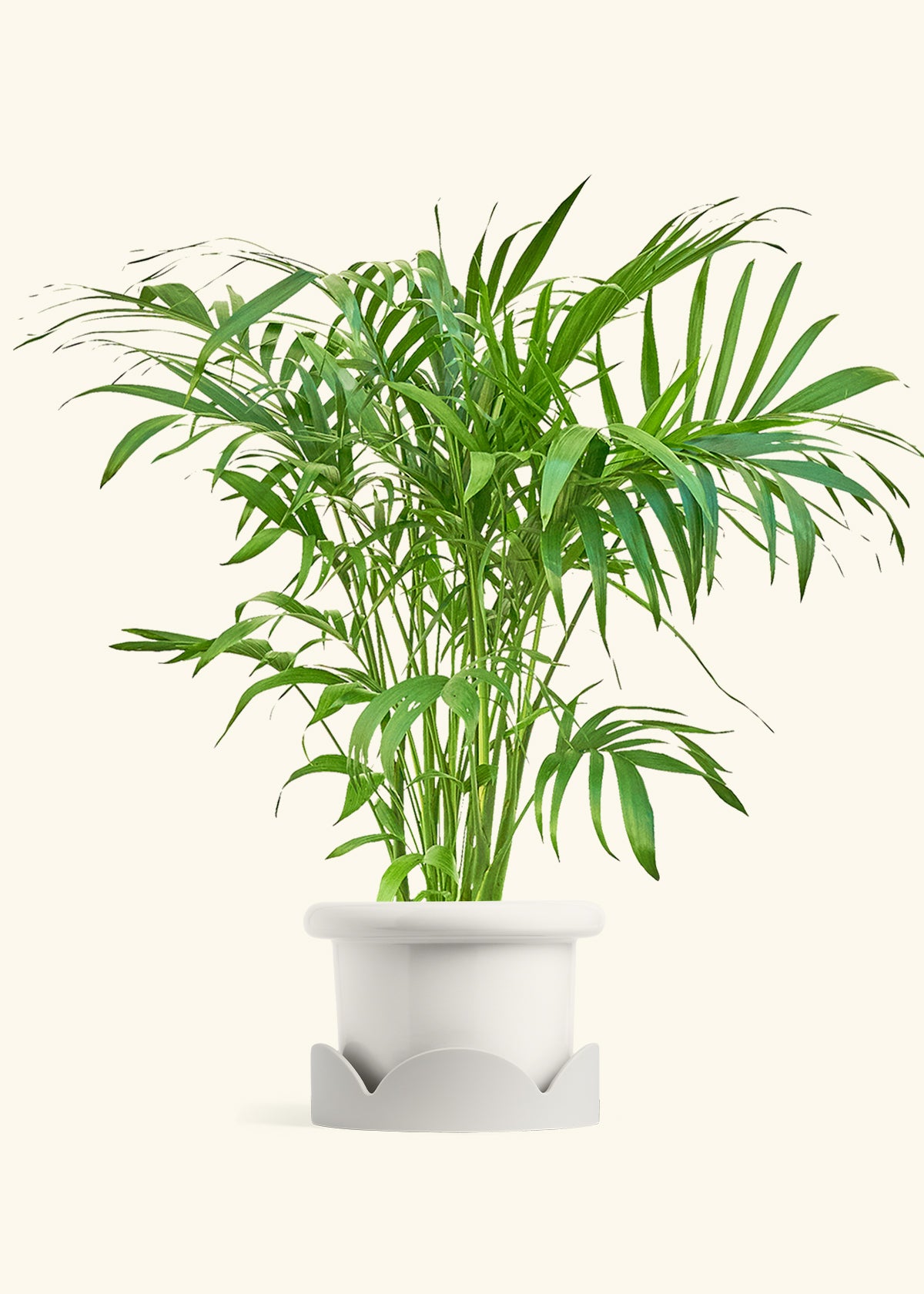 Fat Lip Planter Tray Combo, Polar White