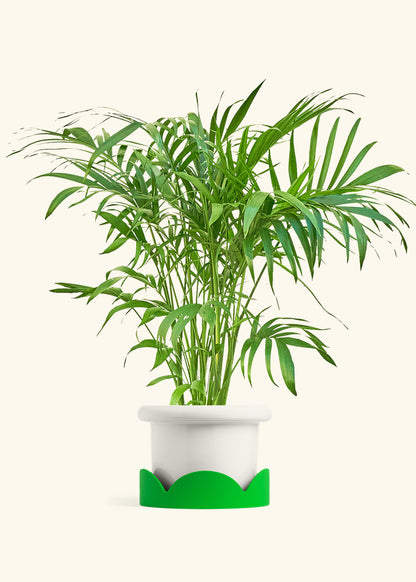 Bamboo Palm in a 10 inches Fat Lip White Planter in a Beech Wood Stand