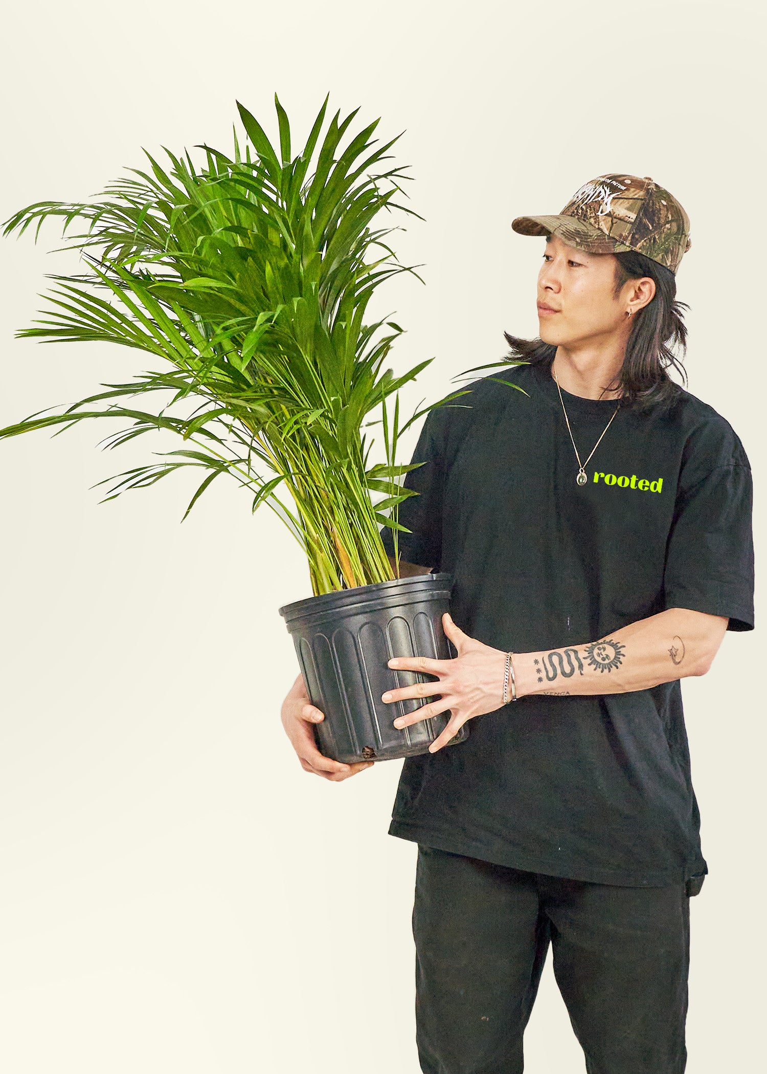 Bamboo Palm in a 10 inches grow pot