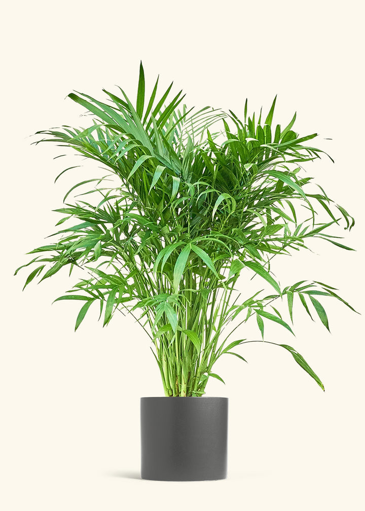 Cat Palm