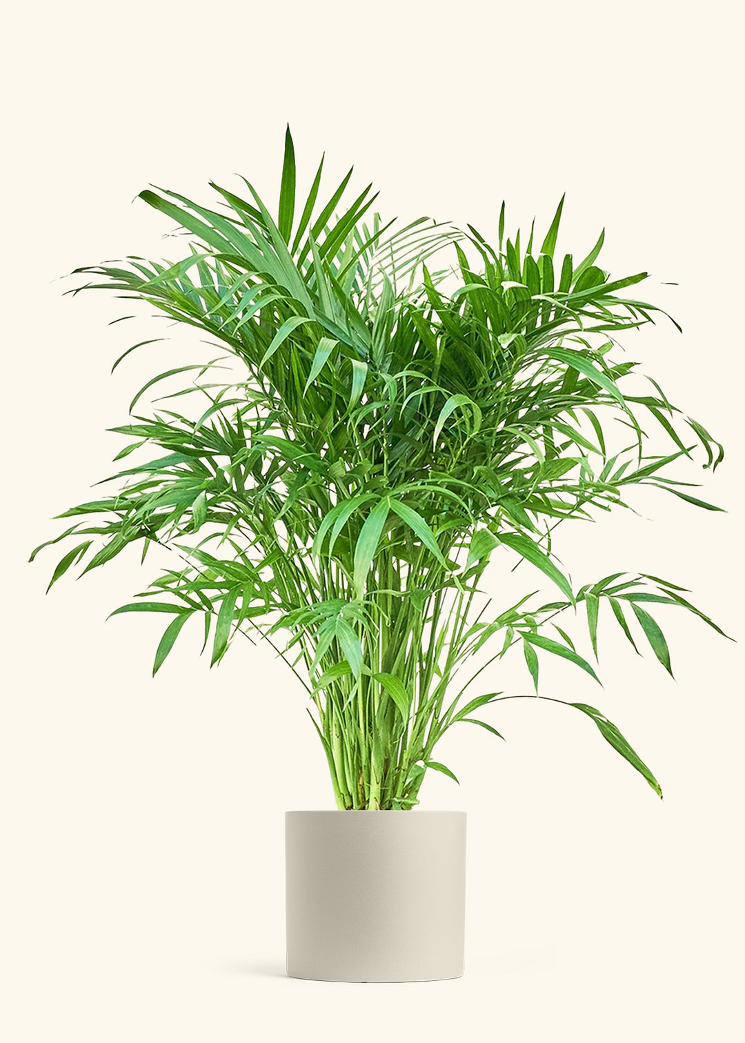 Cat Palm