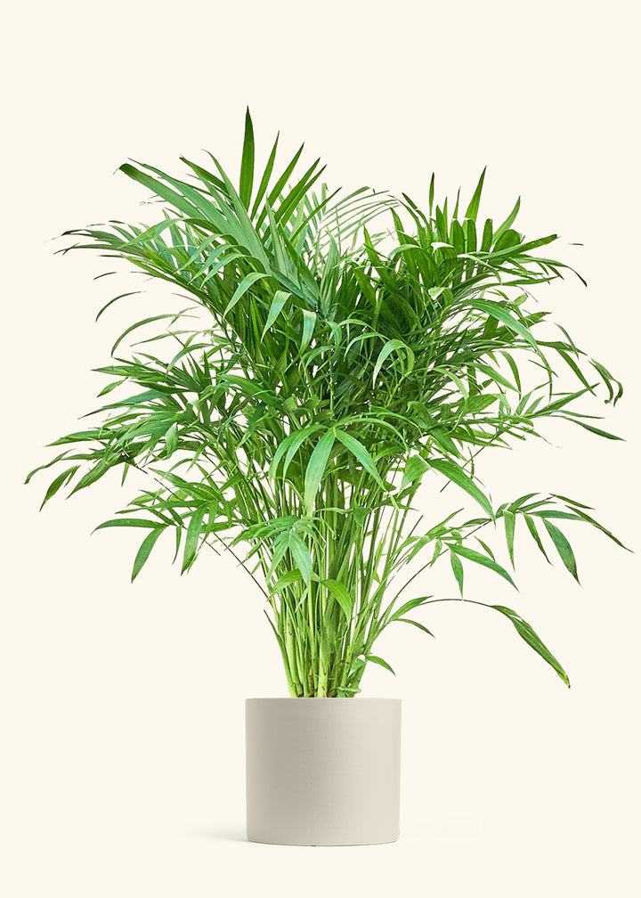 Cat Palm