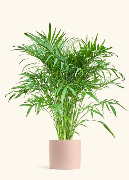 are parlor palms toxic to cats Cat Palm – Hey Rooted