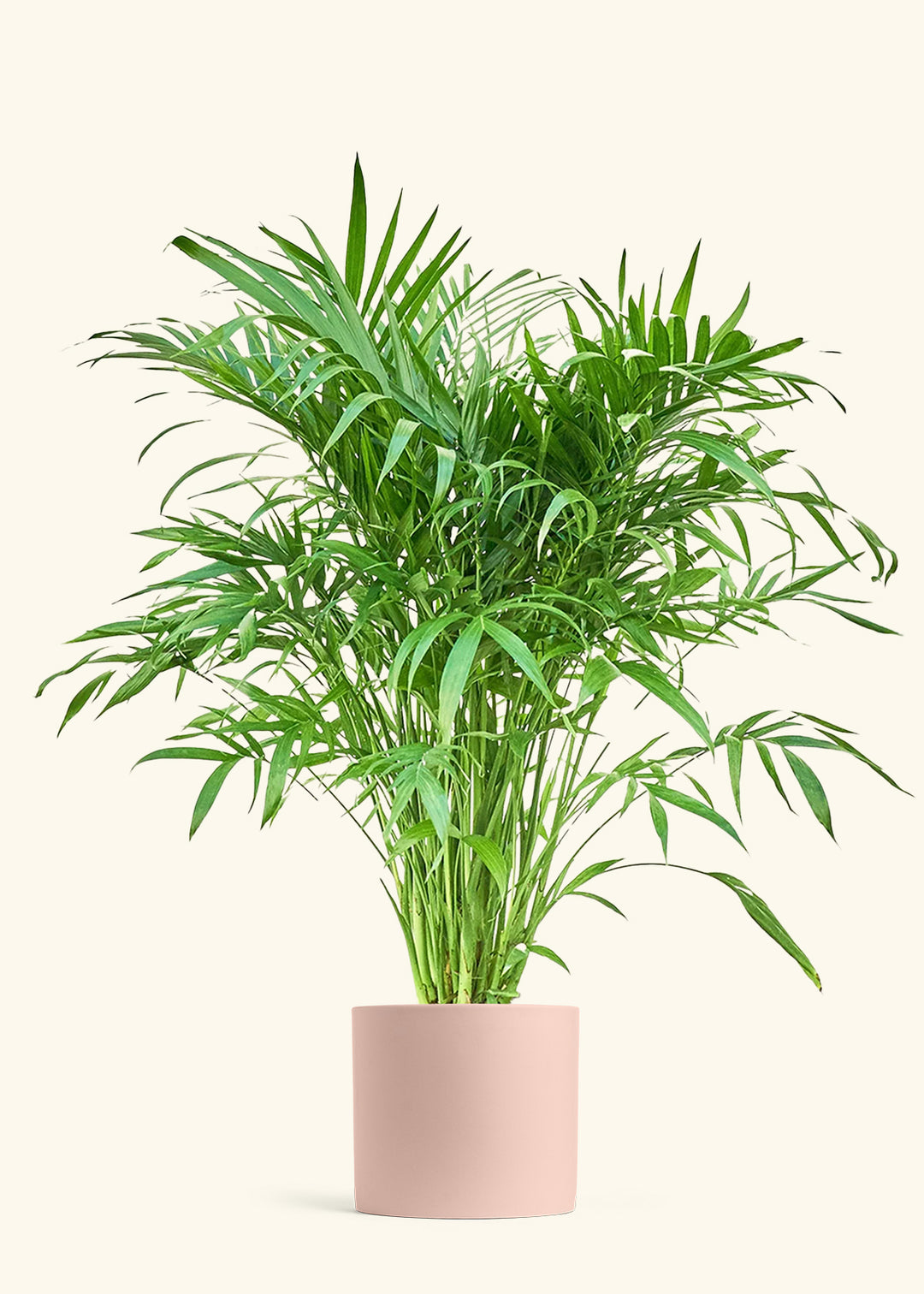 Cat Palm