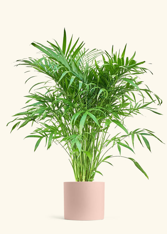 Cat Palm, XL