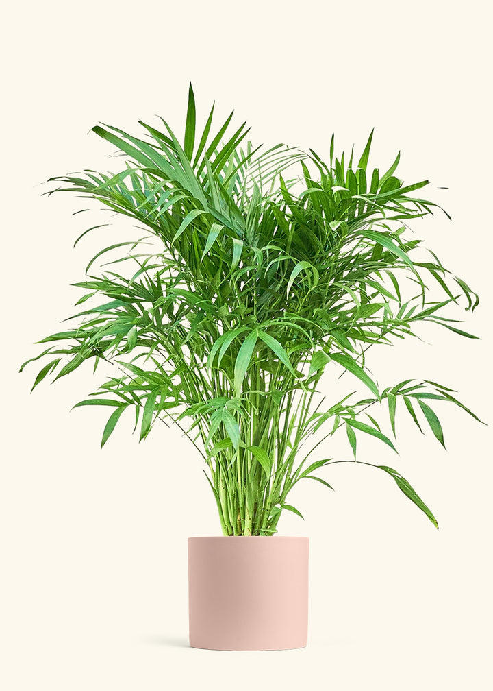 Cat Palm