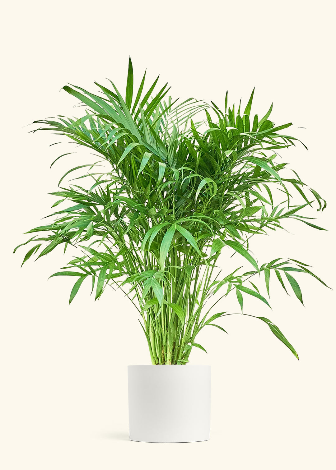 Cat Palm