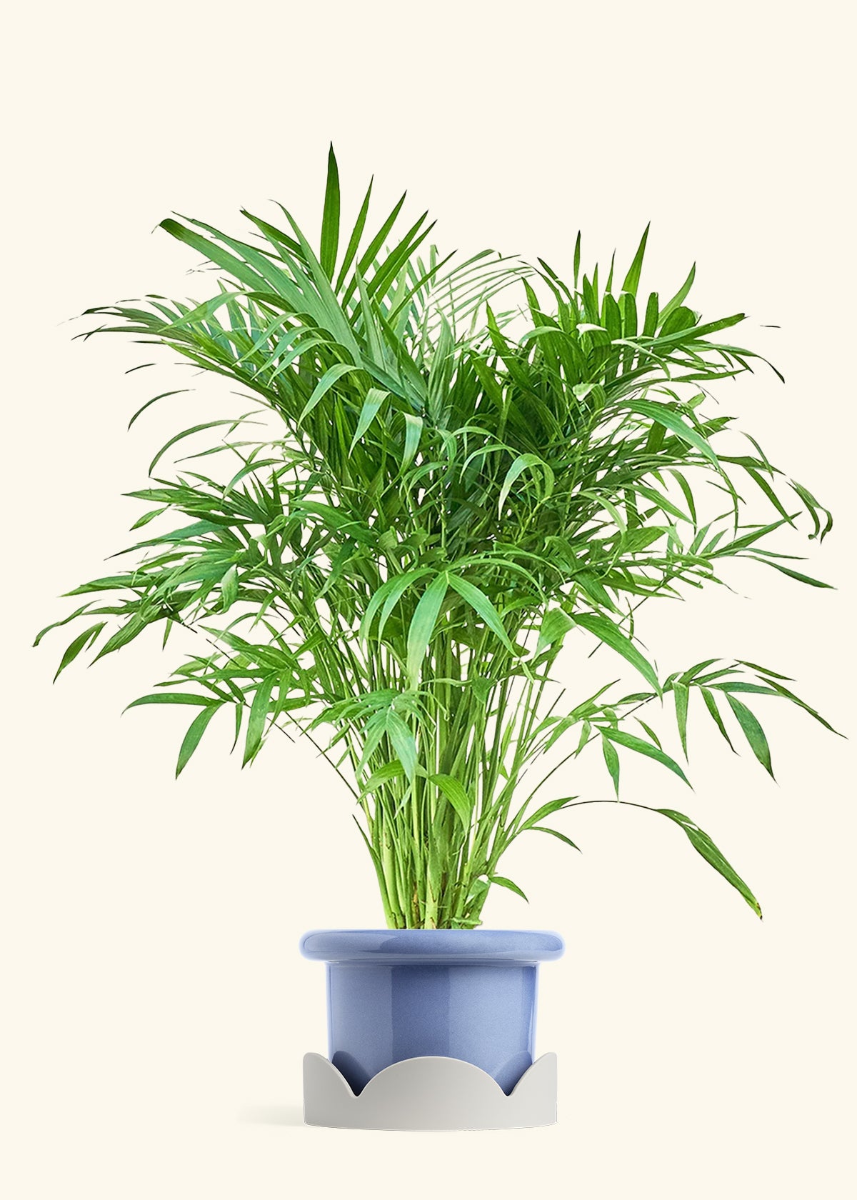 Fat Lip Planter Tray Combo, Cornflower