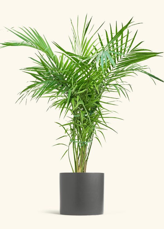 Majesty Palm in a 10 inches Charcoal Classic Cylinder Planter 