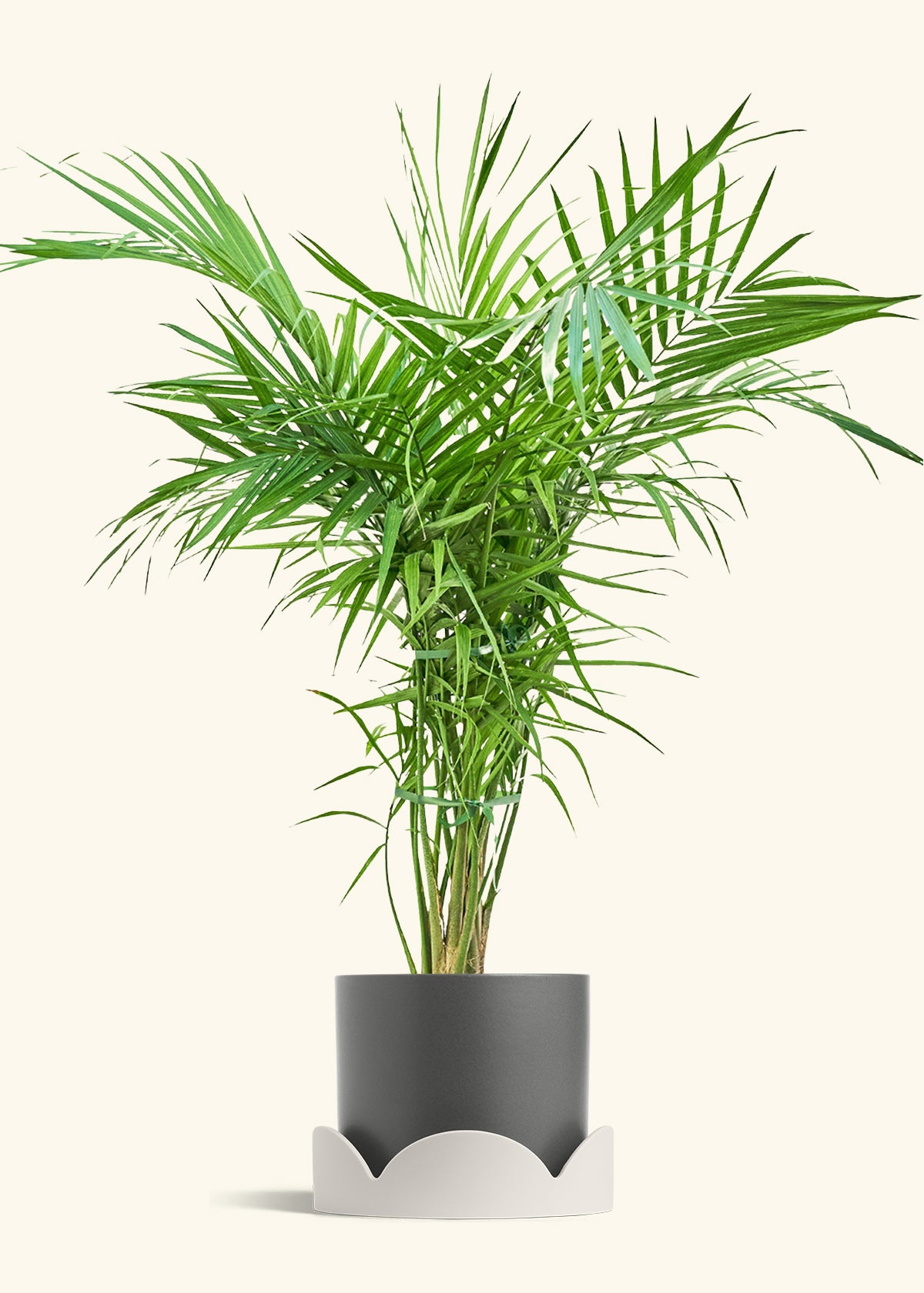Majesty Palm in a 10 inches Charcoal Classic Cylinder Planter in a Oat Petal Drip Tray