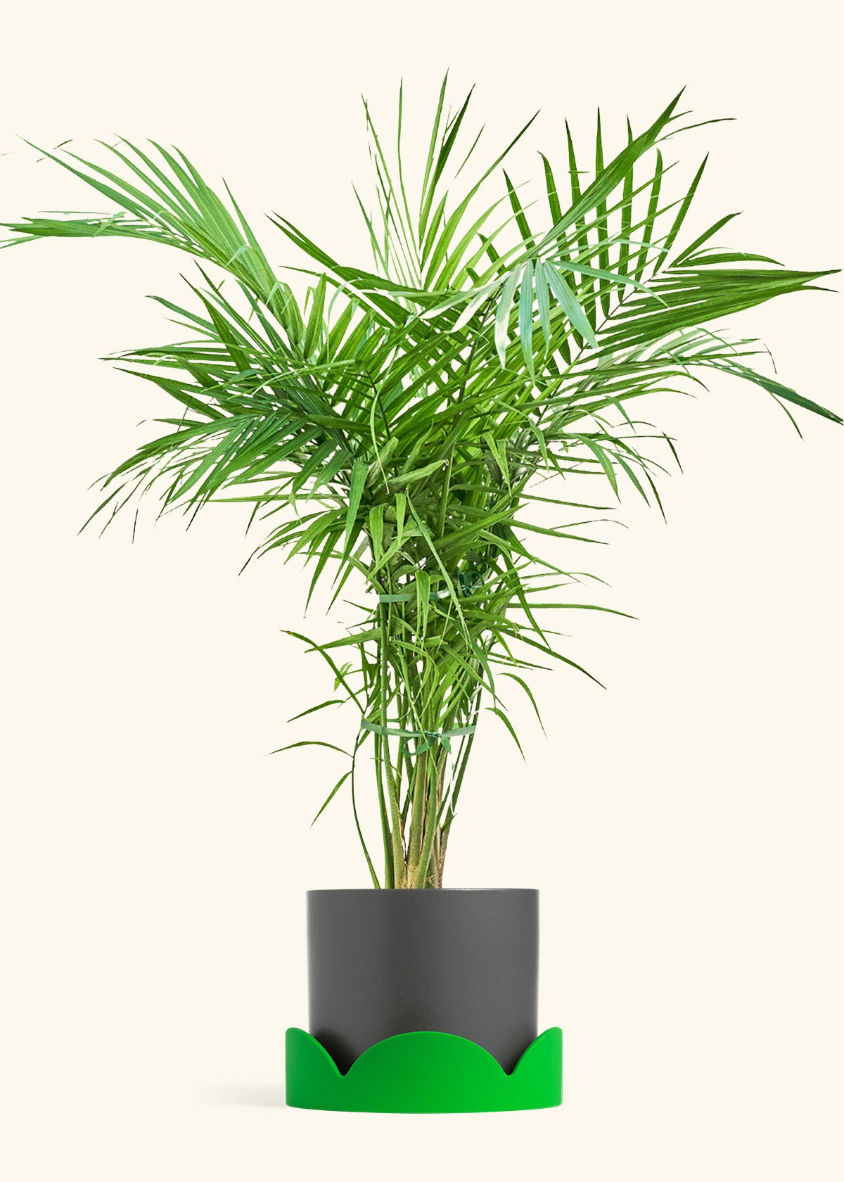 Majesty Palm in a 10 inches Charcoal Classic Cylinder Planter in a Shamrock Petal Drip Tray