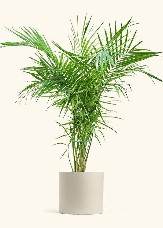 Majesty Palm in a 10 inches Oat Classic Cylinder Planter 