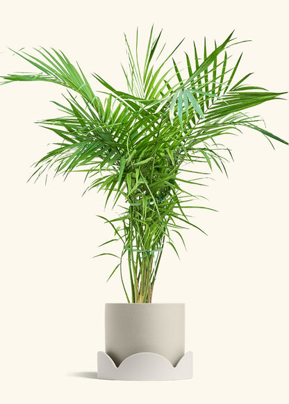 Majesty Palm in a 10 inches Oat Classic Cylinder Planter in a Oat Petal Drip Tray