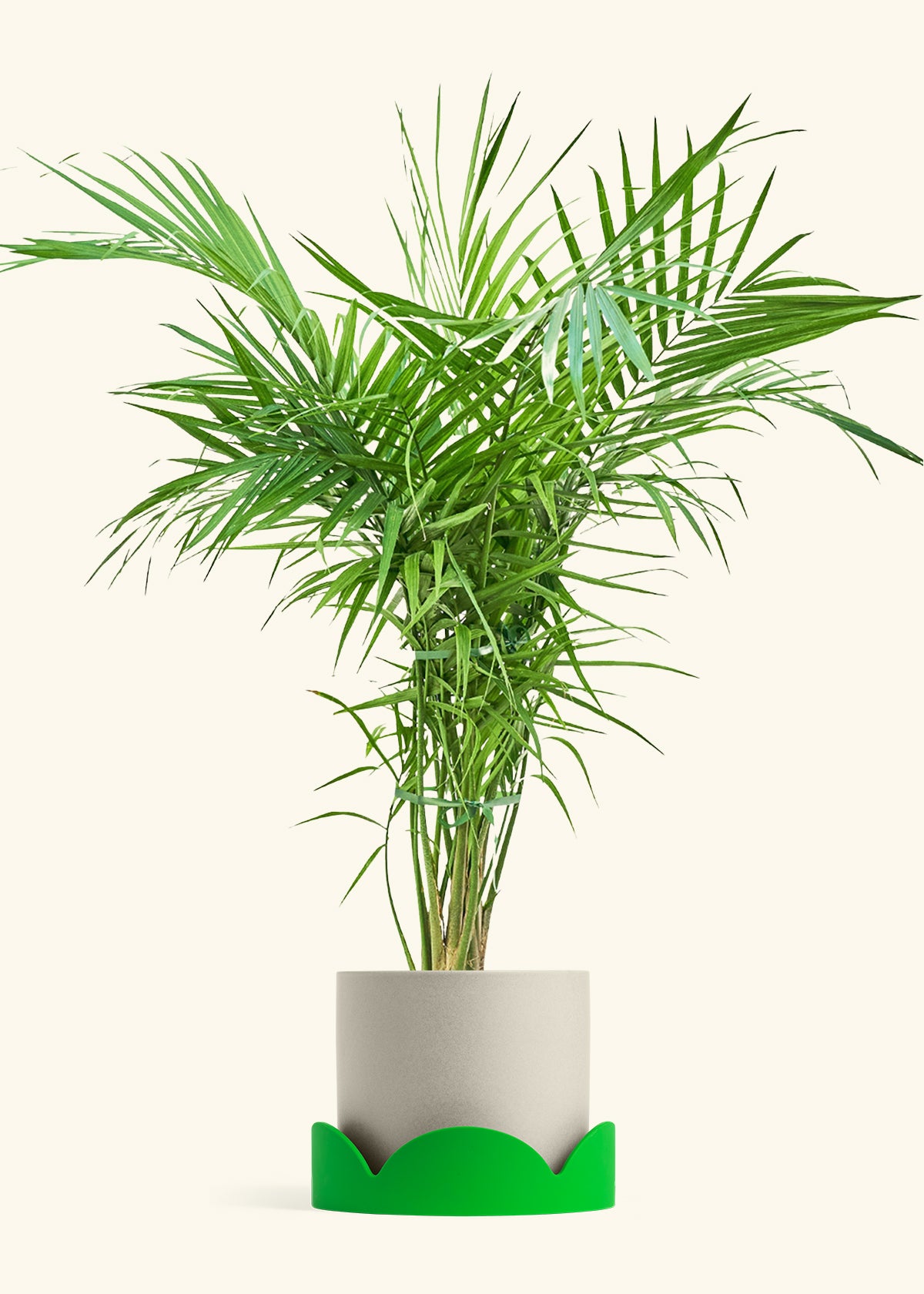 Majesty Palm in a 10 inches Oat Classic Cylinder Planter in a Shamrock Petal Drip Tray