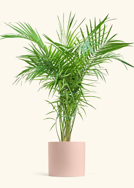 Majesty Palm in a 10 inches Pink Classic Cylinder Planter 