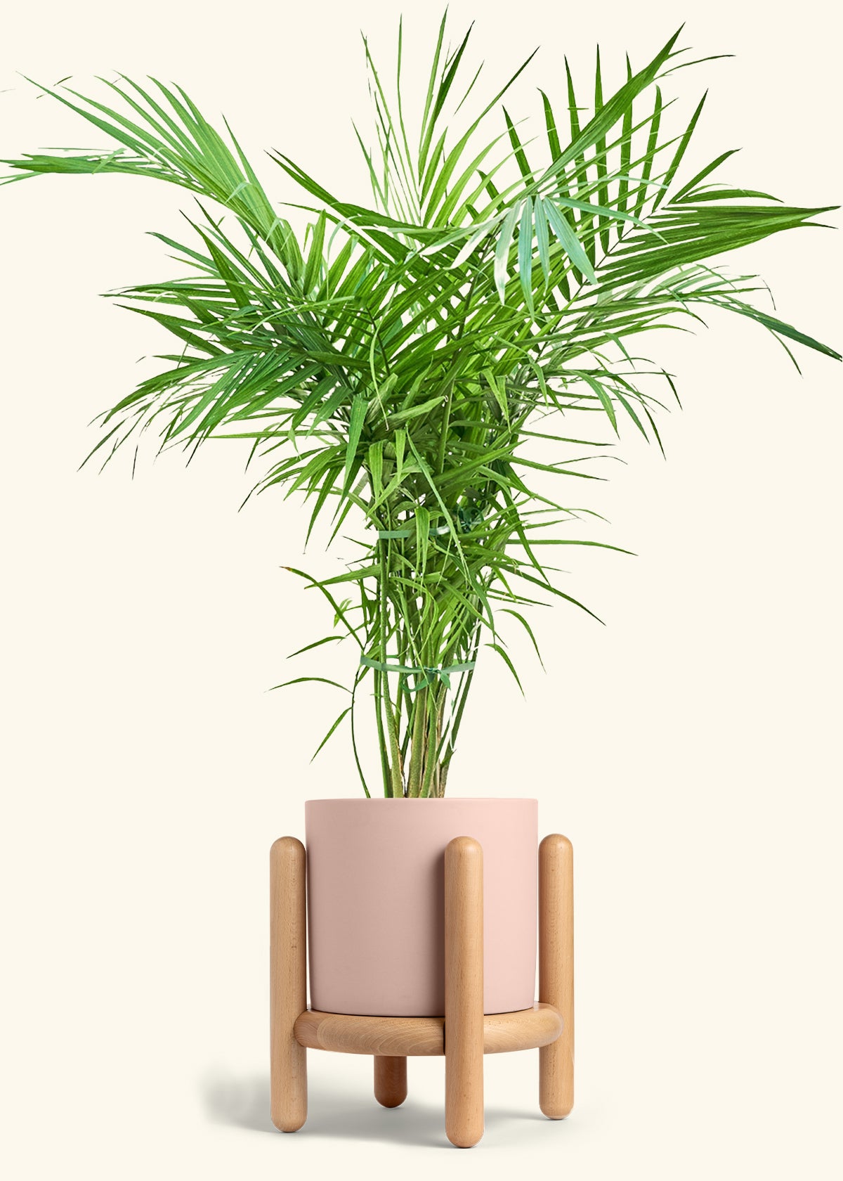 Majesty Palm in a 10 inches Pink Classic Cylinder Planter in a Beech Wood Stand