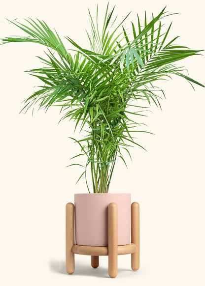 Majesty Palm in a 10 inches Pink Classic Cylinder Planter in a Beech Wood Stand
