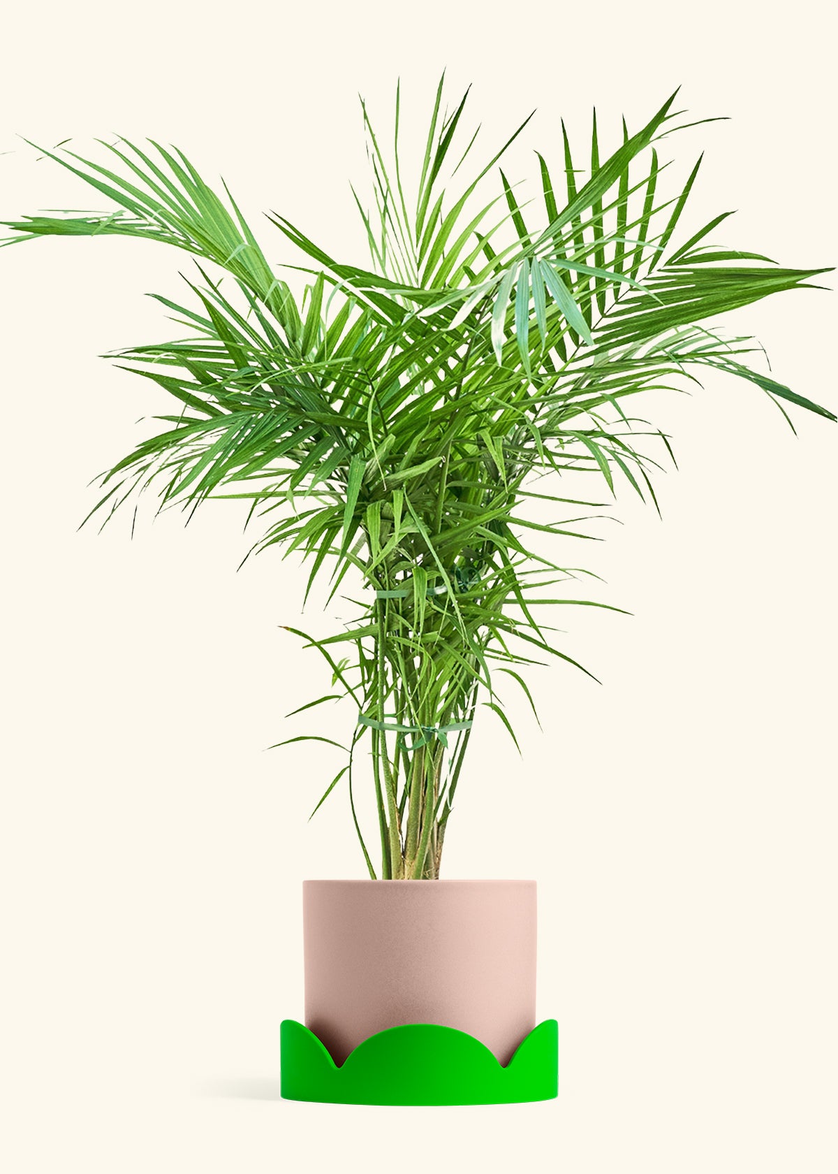 Majesty Palm in a 10 inches Pink Classic Cylinder Planter in a Shamrock Petal Drip Tray