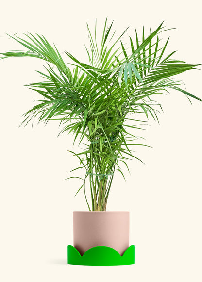 Majesty Palm in a 10 inches Pink Classic Cylinder Planter in a Shamrock Petal Drip Tray