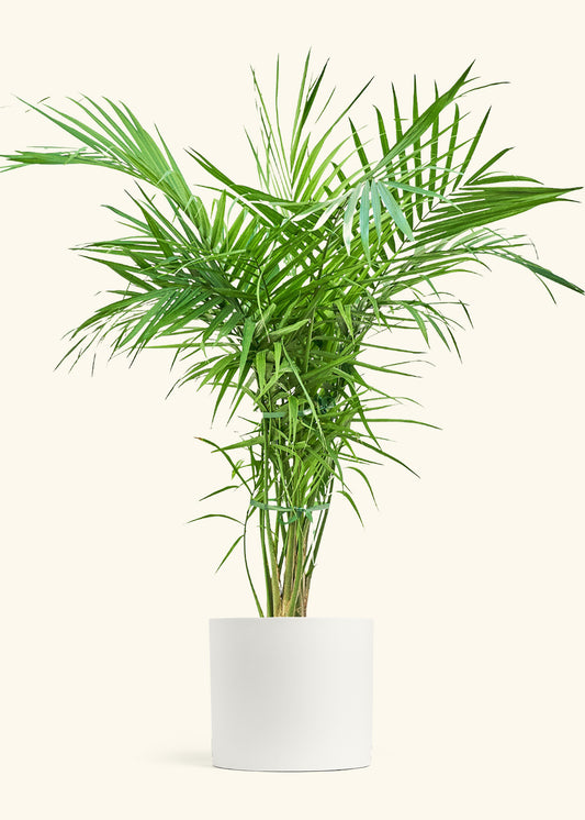 Majesty Palm in a 10 inches White Classic Cylinder Planter 