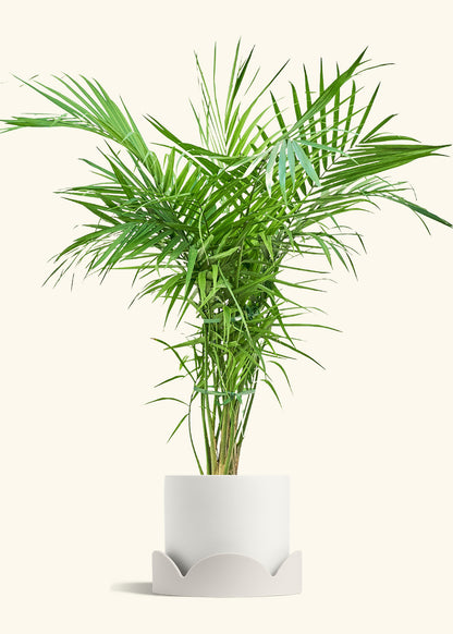 Majesty Palm in a 10 inches White Classic Cylinder Planter in a Oat Petal Drip Tray