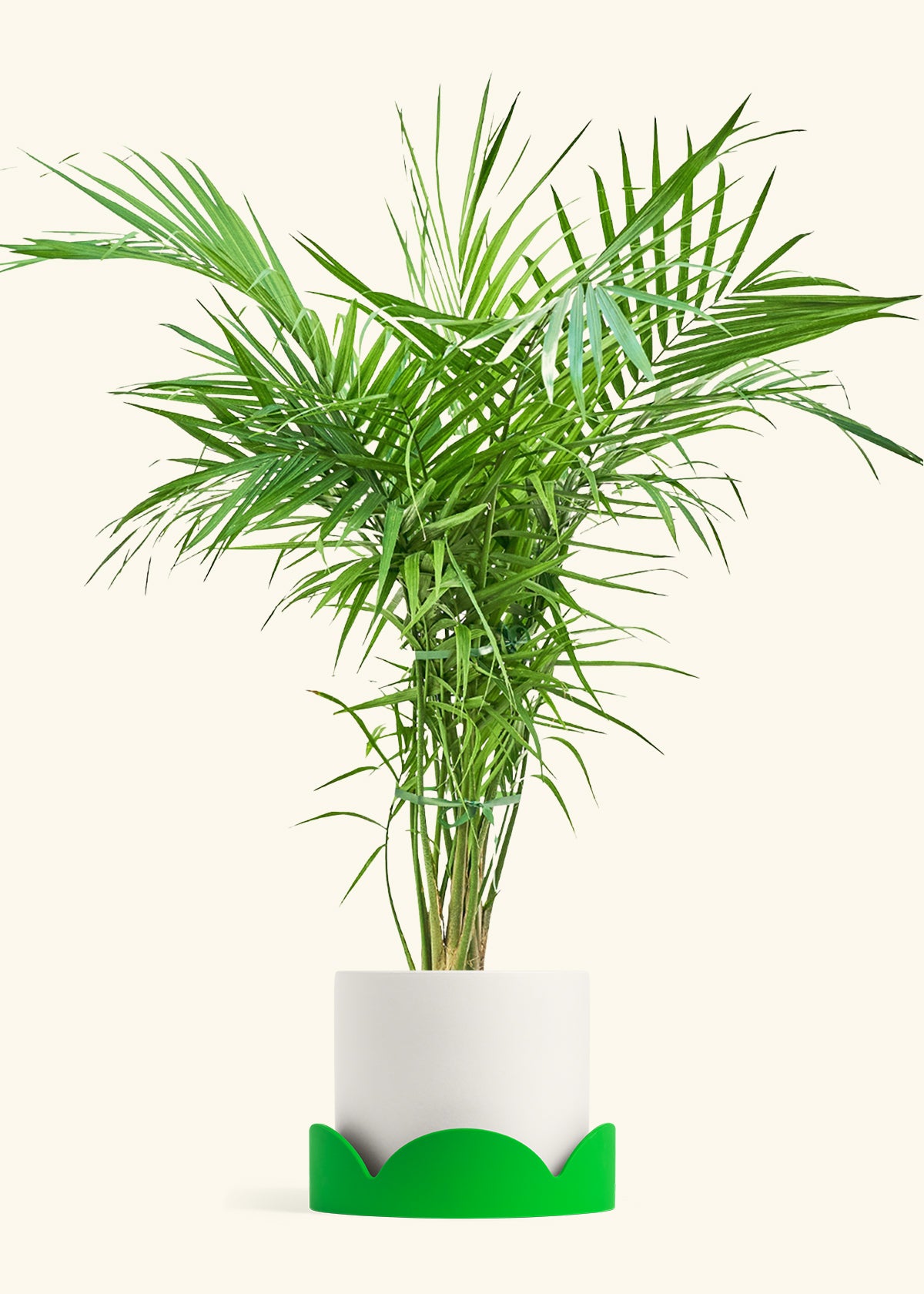 Majesty Palm in a 10 inches White Classic Cylinder Planter in a Shamrock Petal Drip Tray