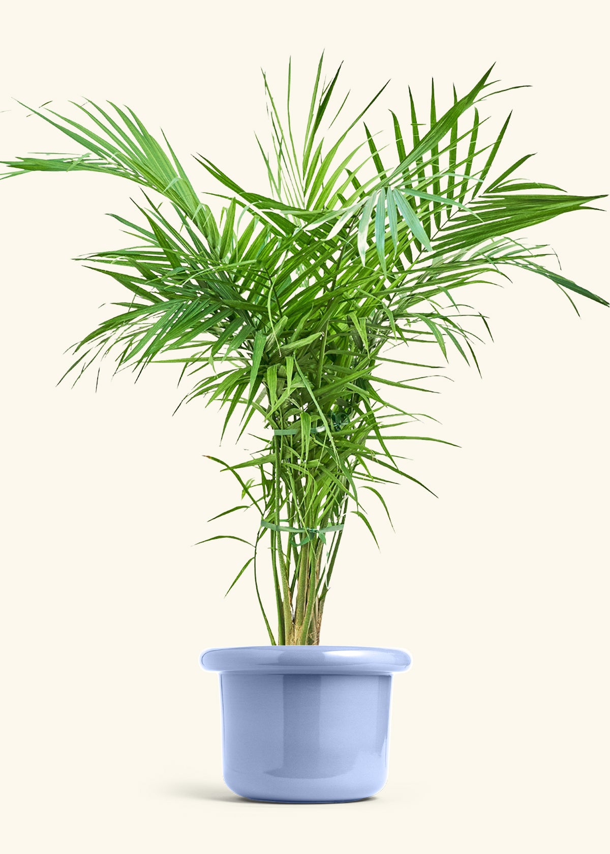 Majesty Palm in a 10 inches Fat Lip Blue Planter 