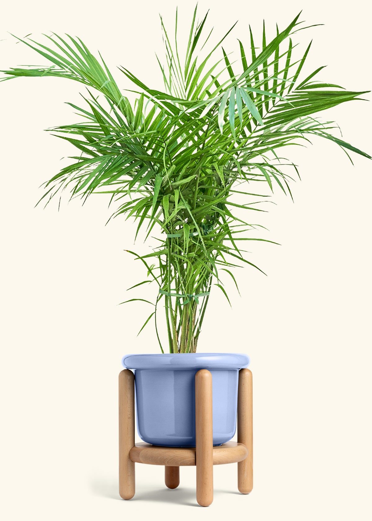 Majesty Palm in a 10 inches Fat Lip Blue Planter in a Beech Wood Stand