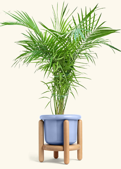 Majesty Palm in a 10 inches Fat Lip Blue Planter in a Beech Wood Stand