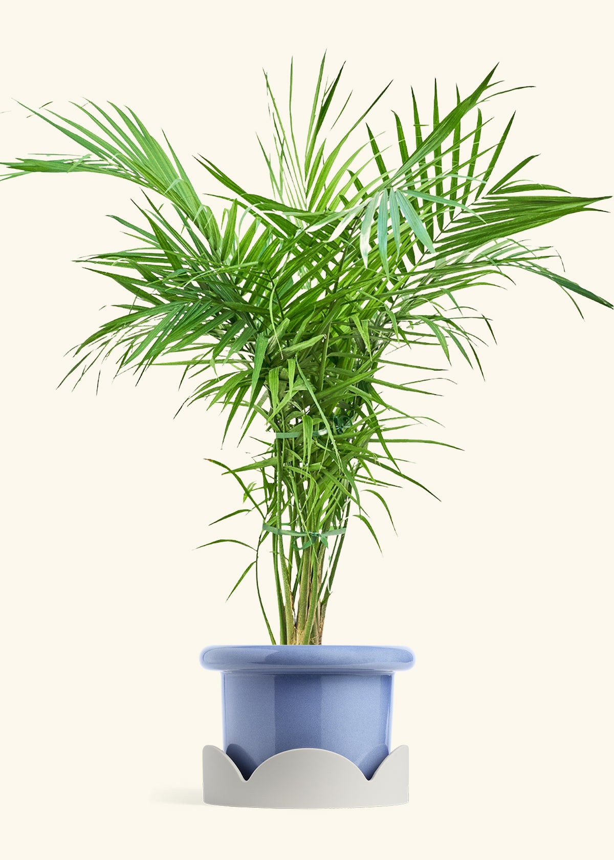 Majesty Palm in a 10 inches Fat Lip Blue Planter in a Oat Petal Drip Tray